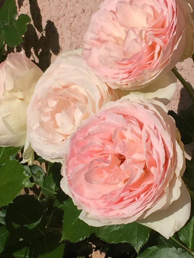 Rose Garden Mezzanine Bed & Breakfast Giverny Dış mekan fotoğraf